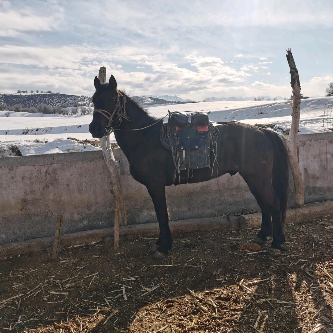 孤独的牡羊人！武开永