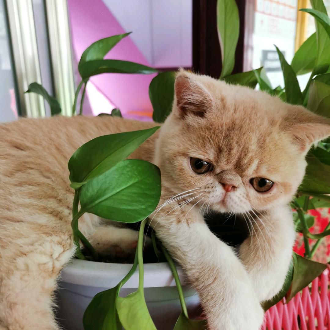 如花似锦❤