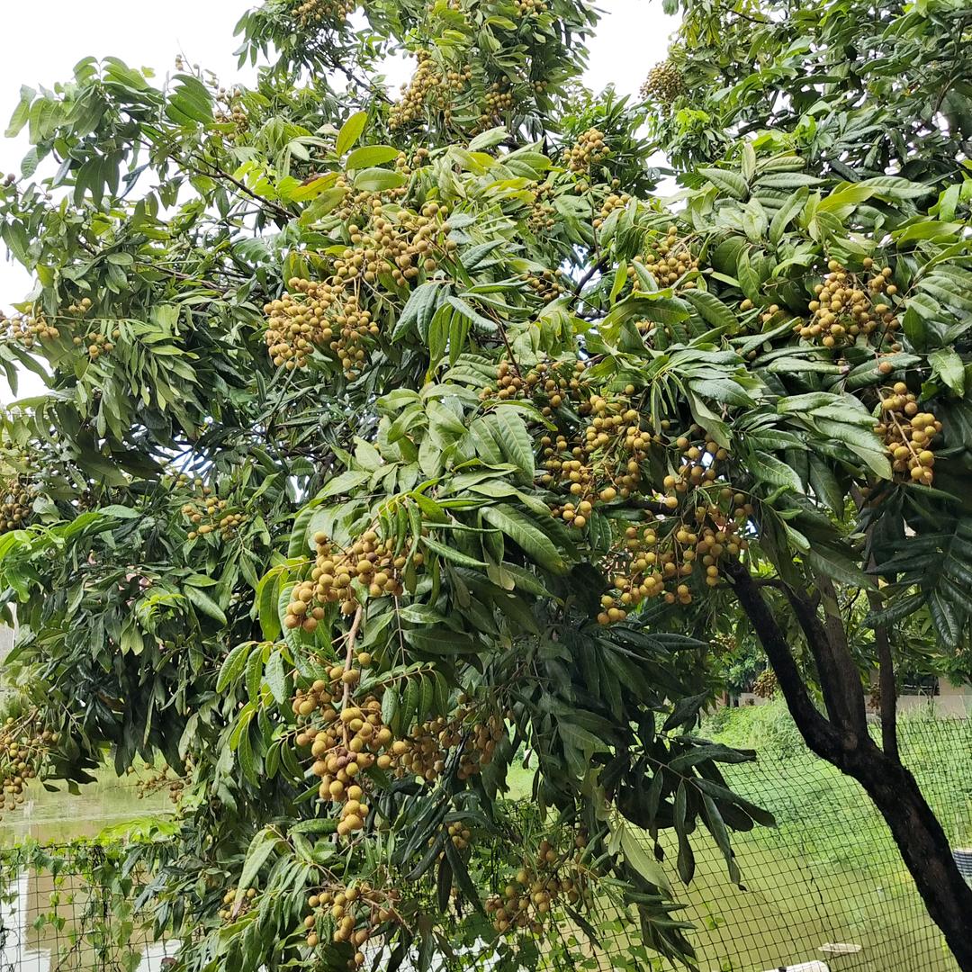 固废工业垃圾处理