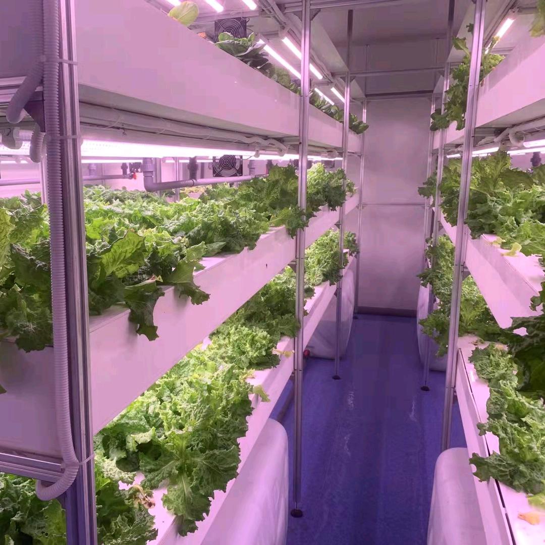 小蛮青青豆芽盆