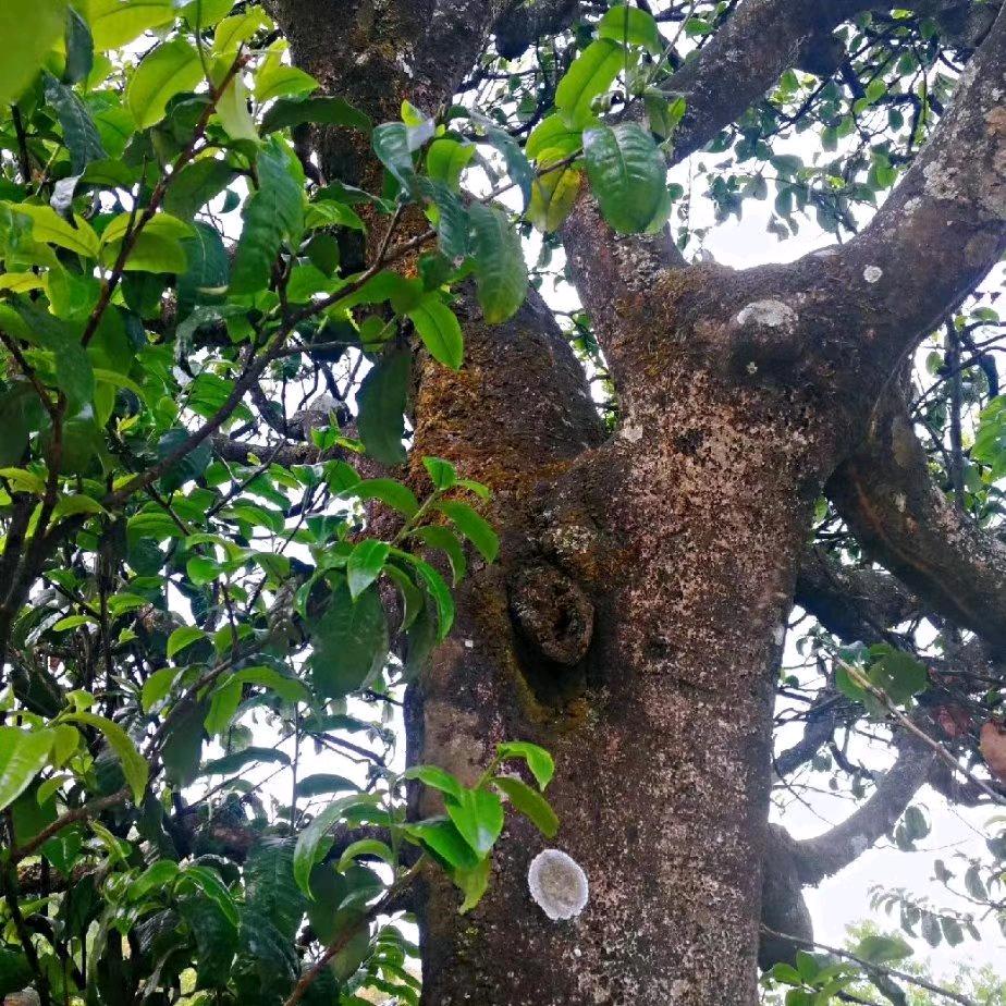 勐库素澜私人订制茶厂