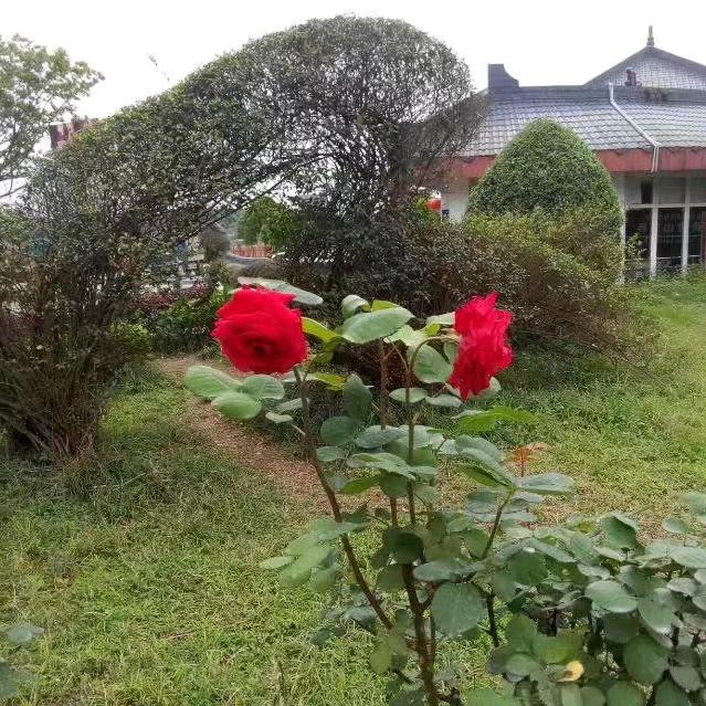 清风