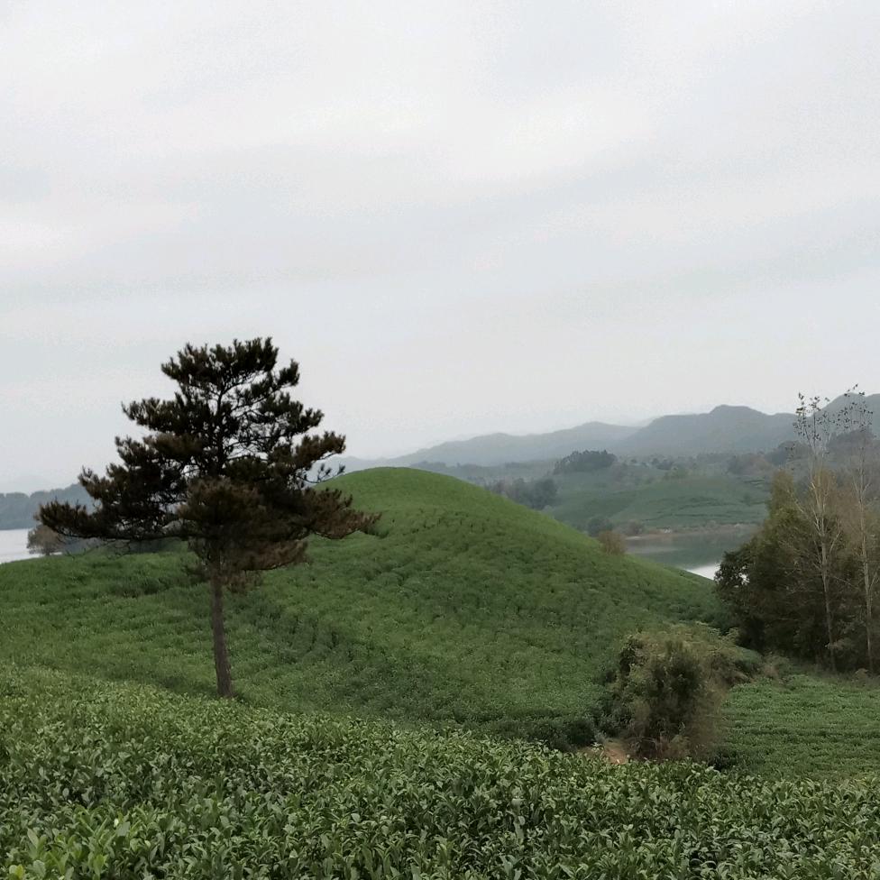 真龙茶场