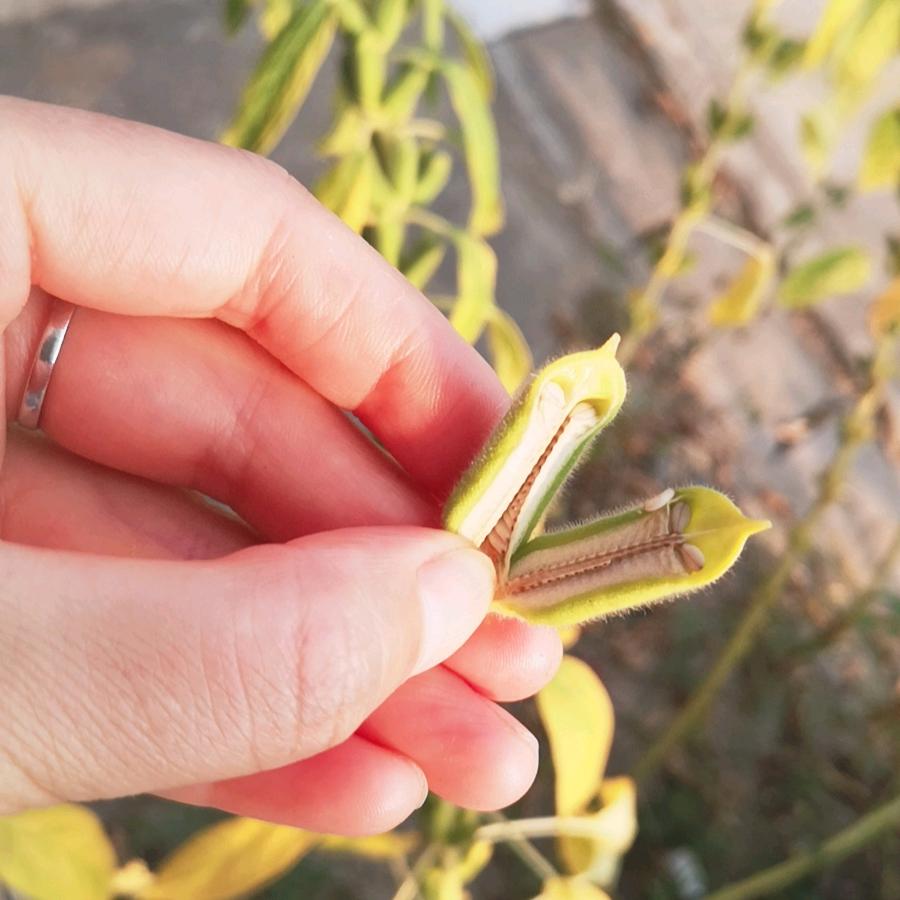 朱晓丽（朱莉芳）