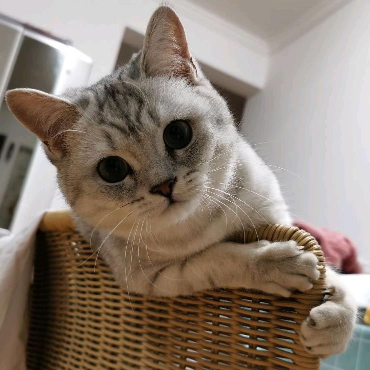 兔子