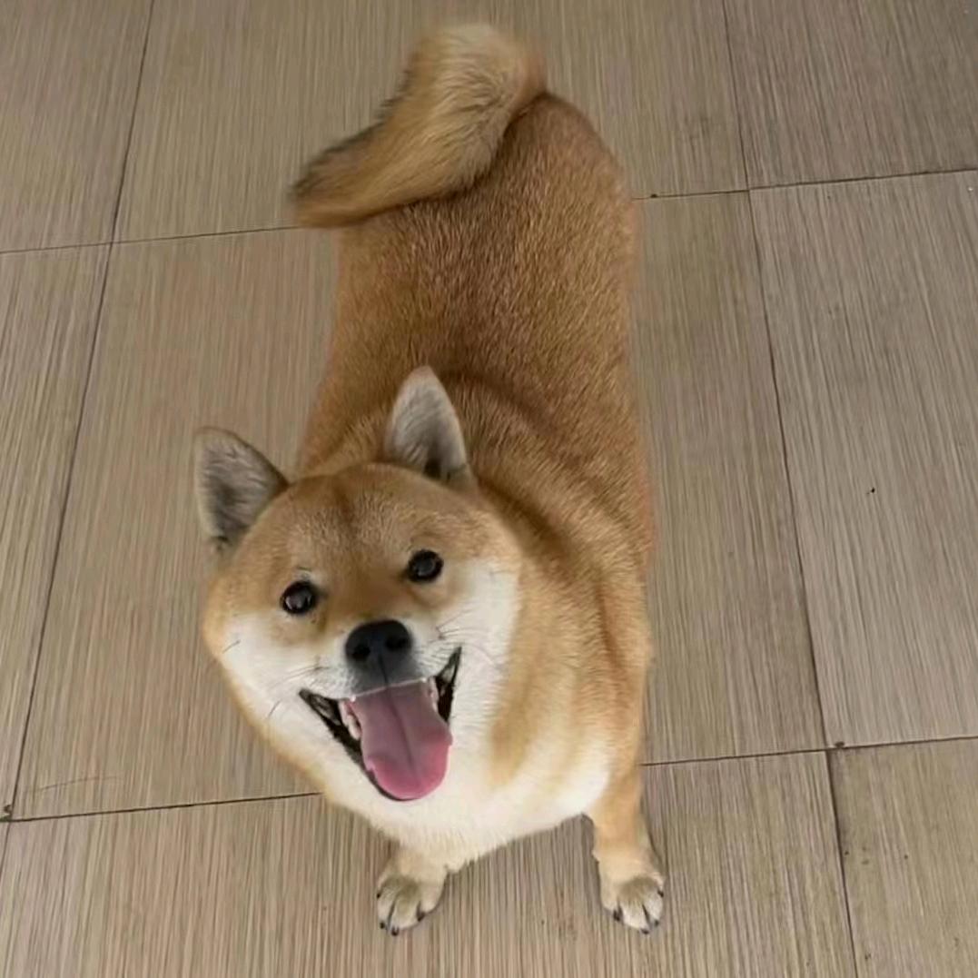 樱子