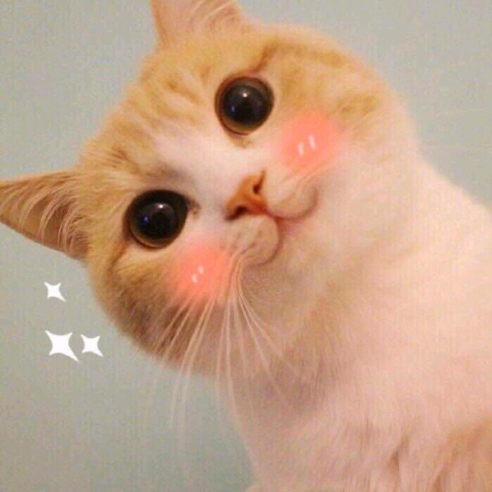 章鱼小丸子🐟