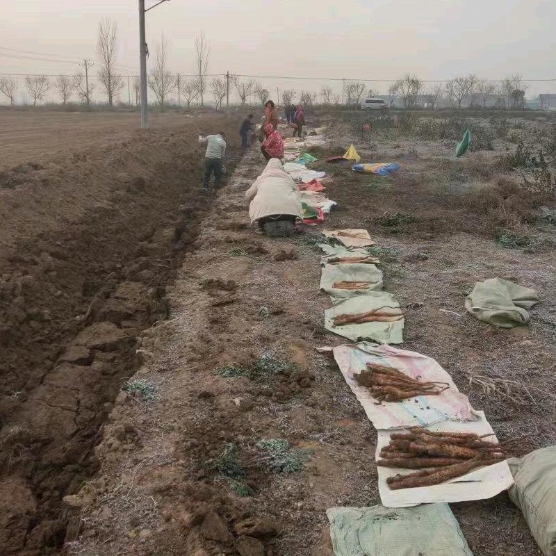 怀倩文铁棍山药