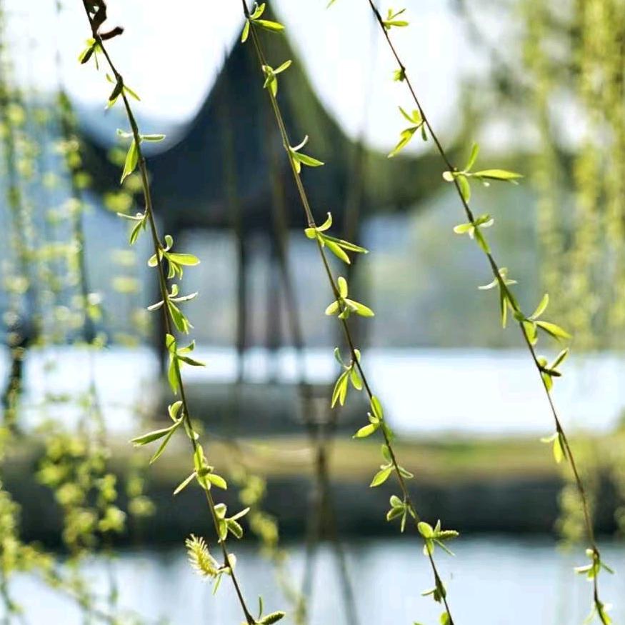 明泽奶奶芯芯婆