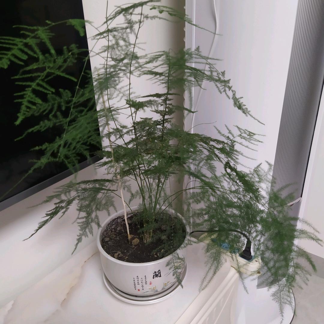 清清