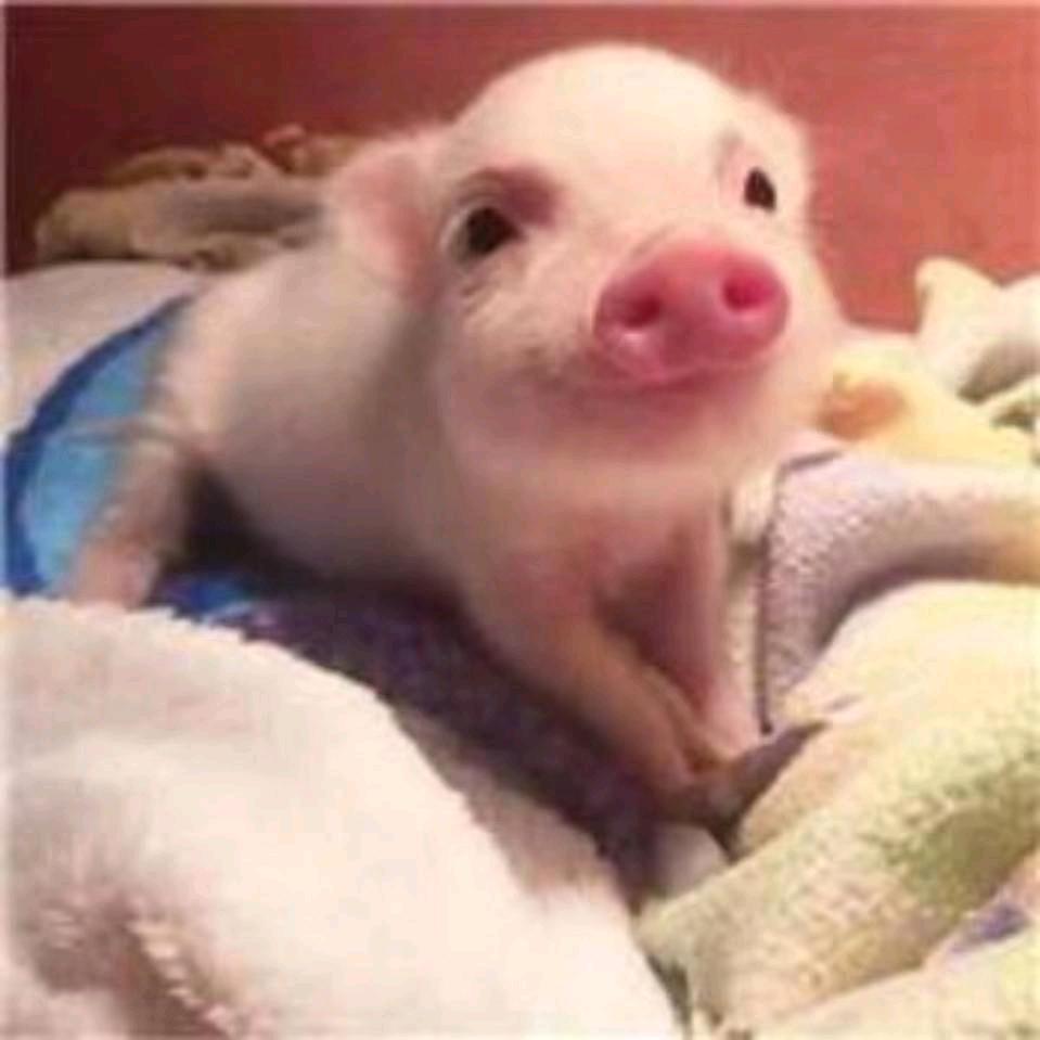 狌