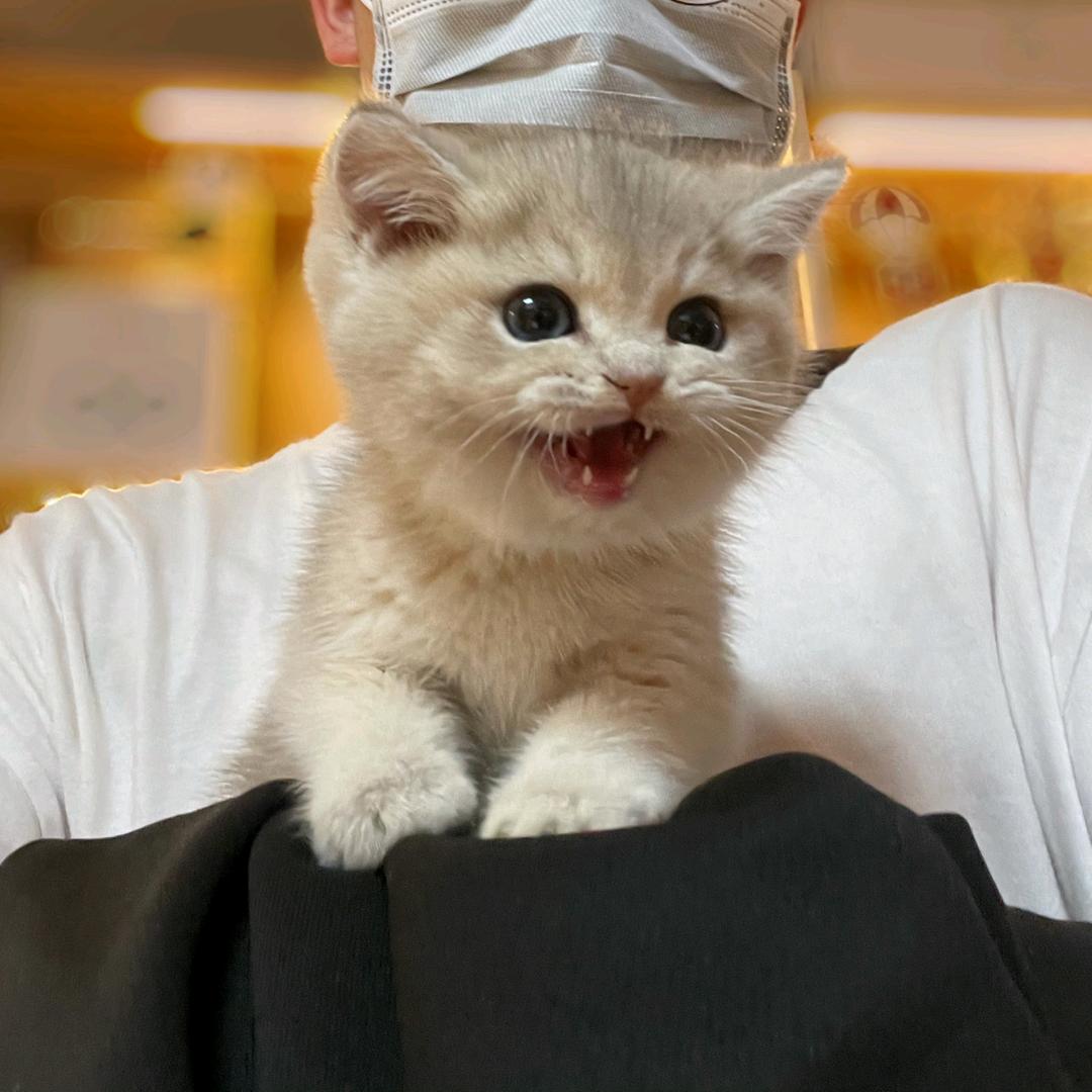 拿铁是猪