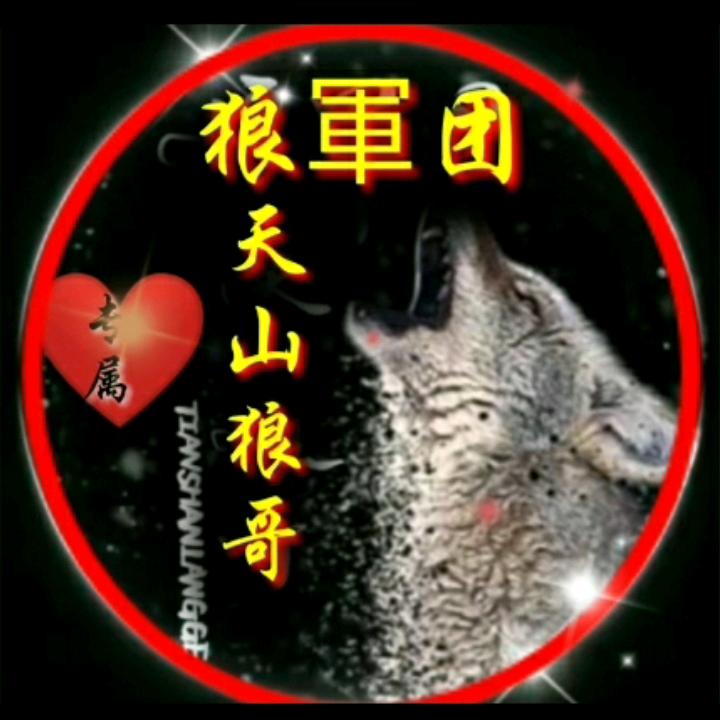 天山狼哥