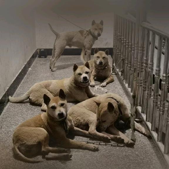 福建阿毛土猎