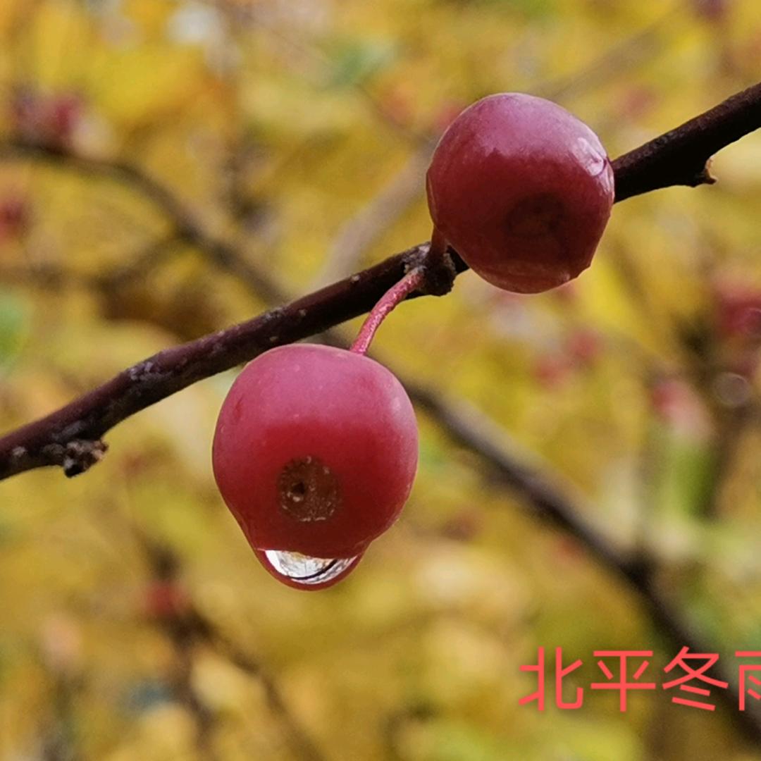 拾叁哥