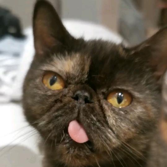 家有8只猫