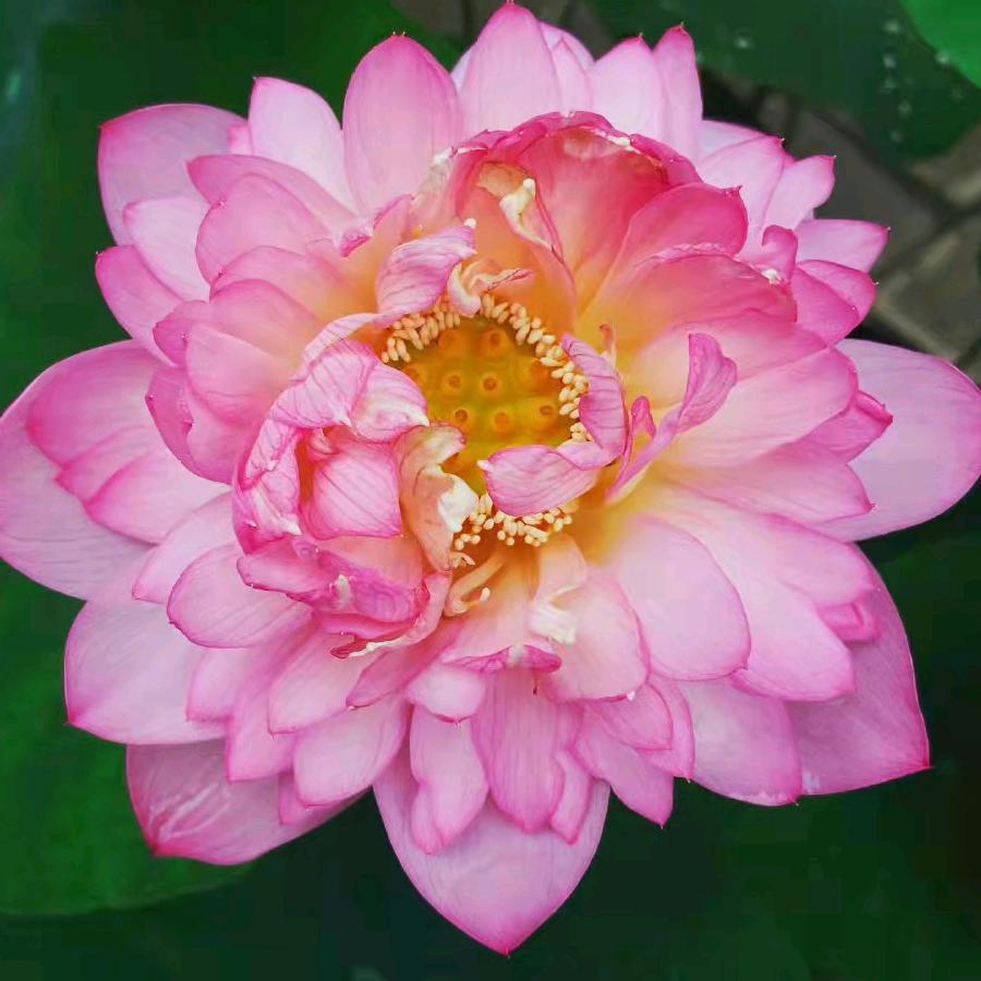 花开富贵…头像