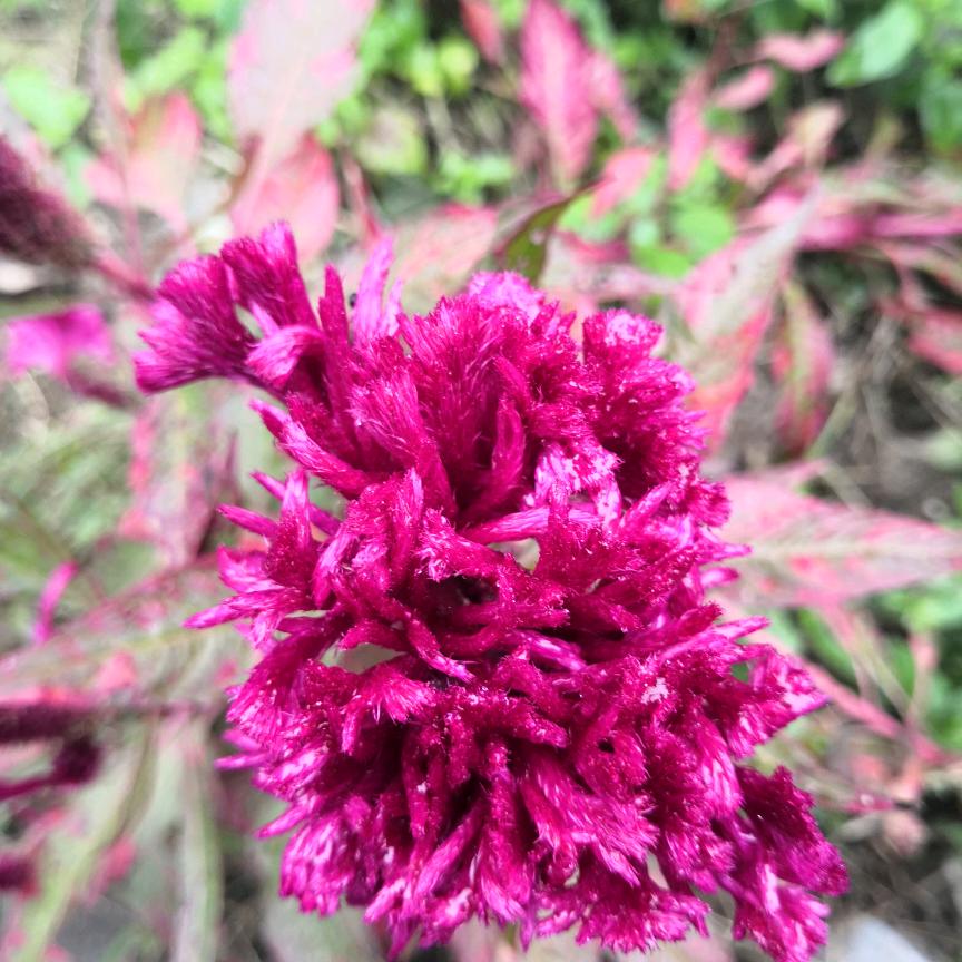 同兴电器芙蓉花开