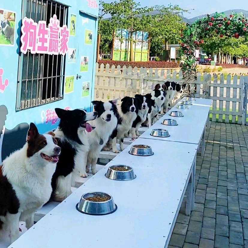 边牧大家庭