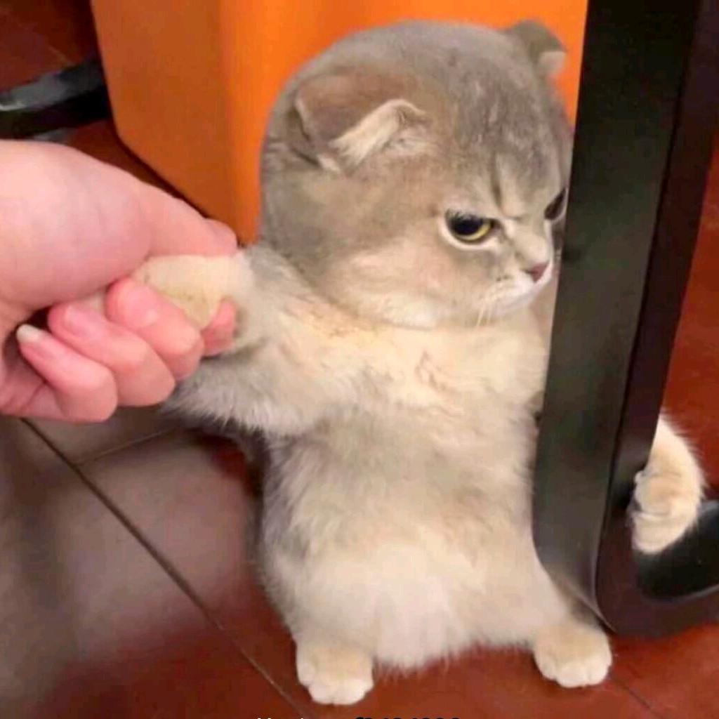 自此₉也承疯