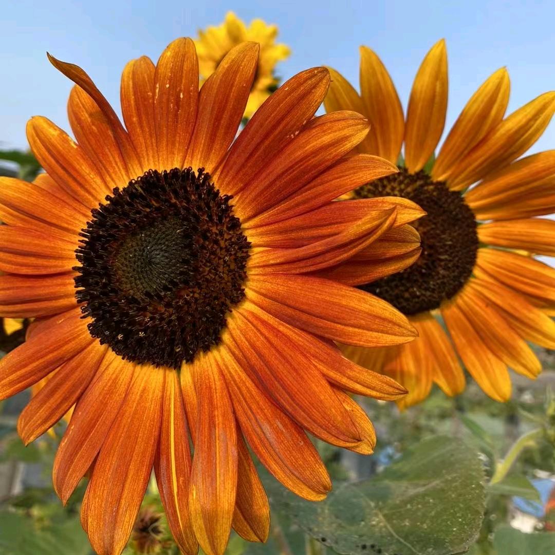 太阳花