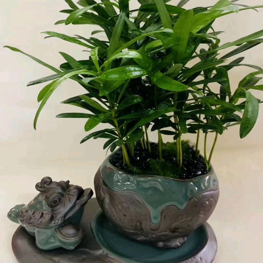 园林景观