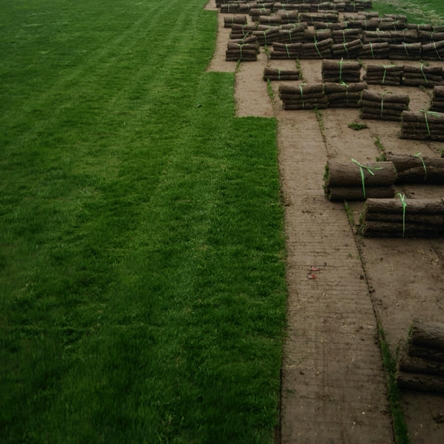 安徽特冠园林绿化草坪