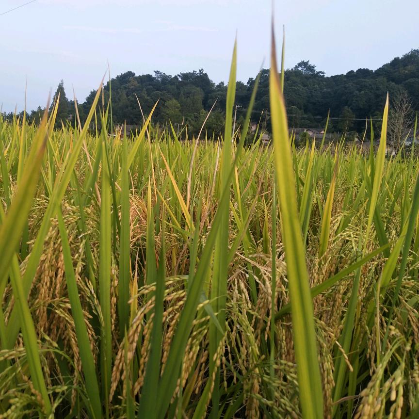迎难而上