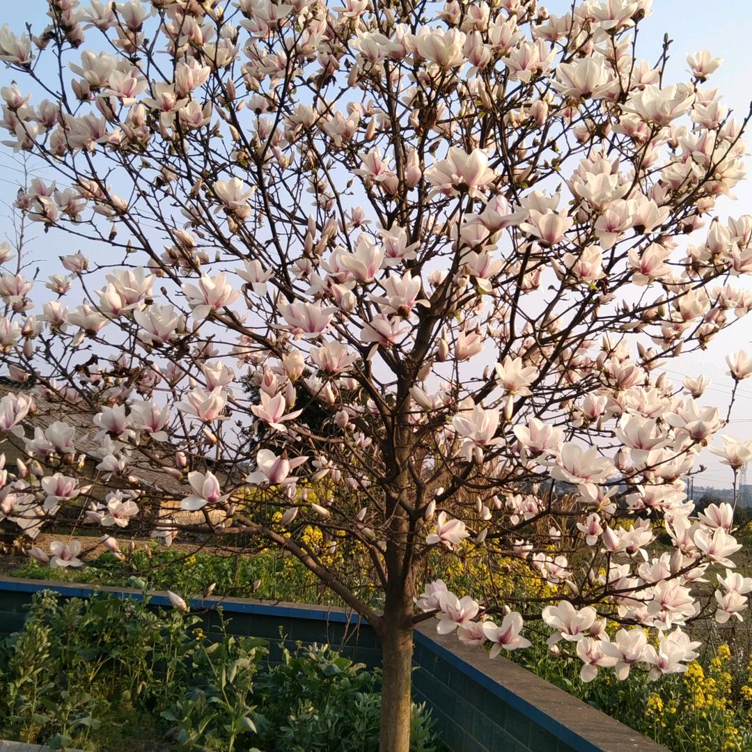 萍水相浮