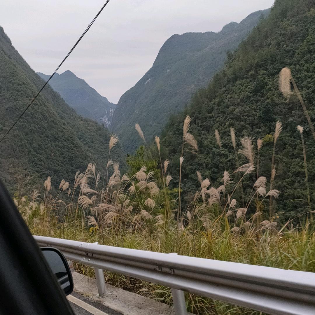 虎