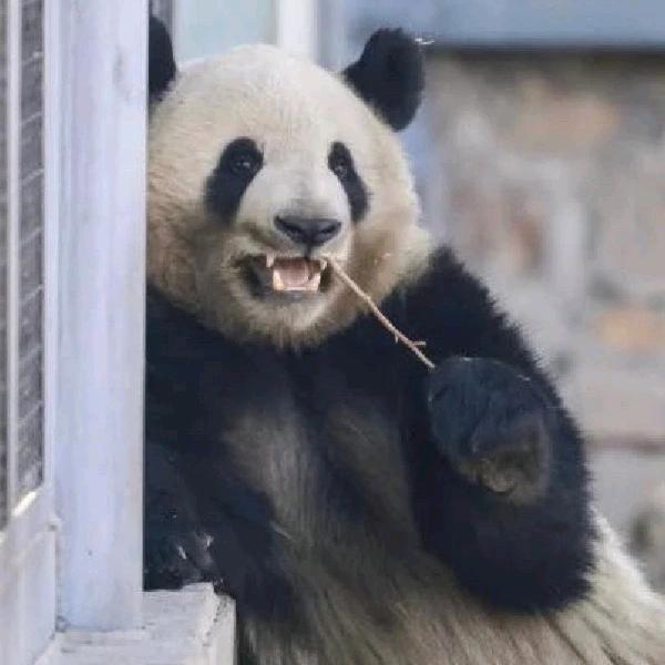 今天看熊猫了吗