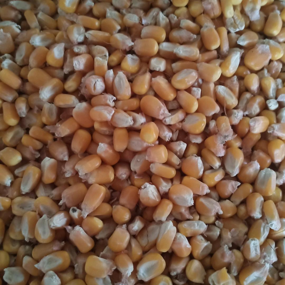 建成草莓代收小麦玉米
