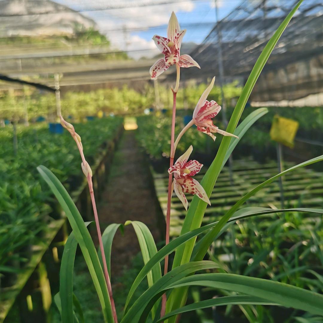 靖冠花卉【基地零售批发】