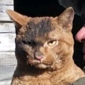 97男神治疗电子ED