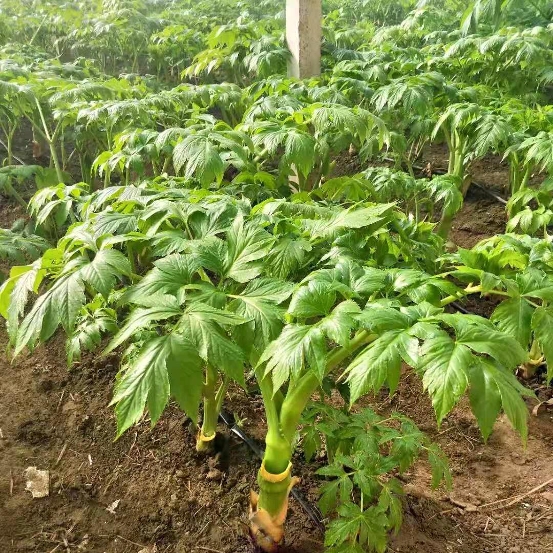 明日叶种植基地