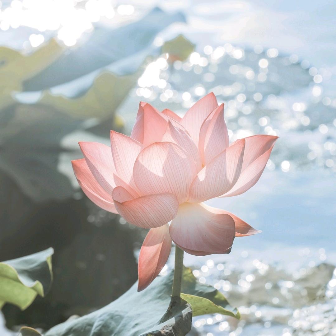 曲奇不是小饼干