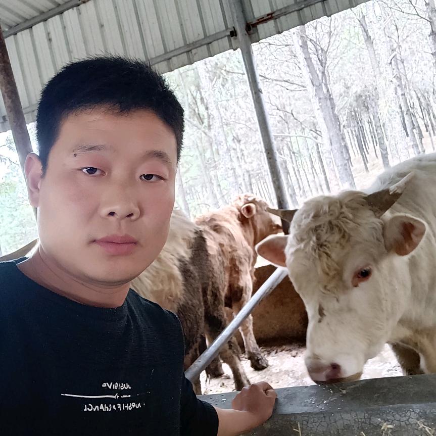泌阳县牛羊代办——大鹏
