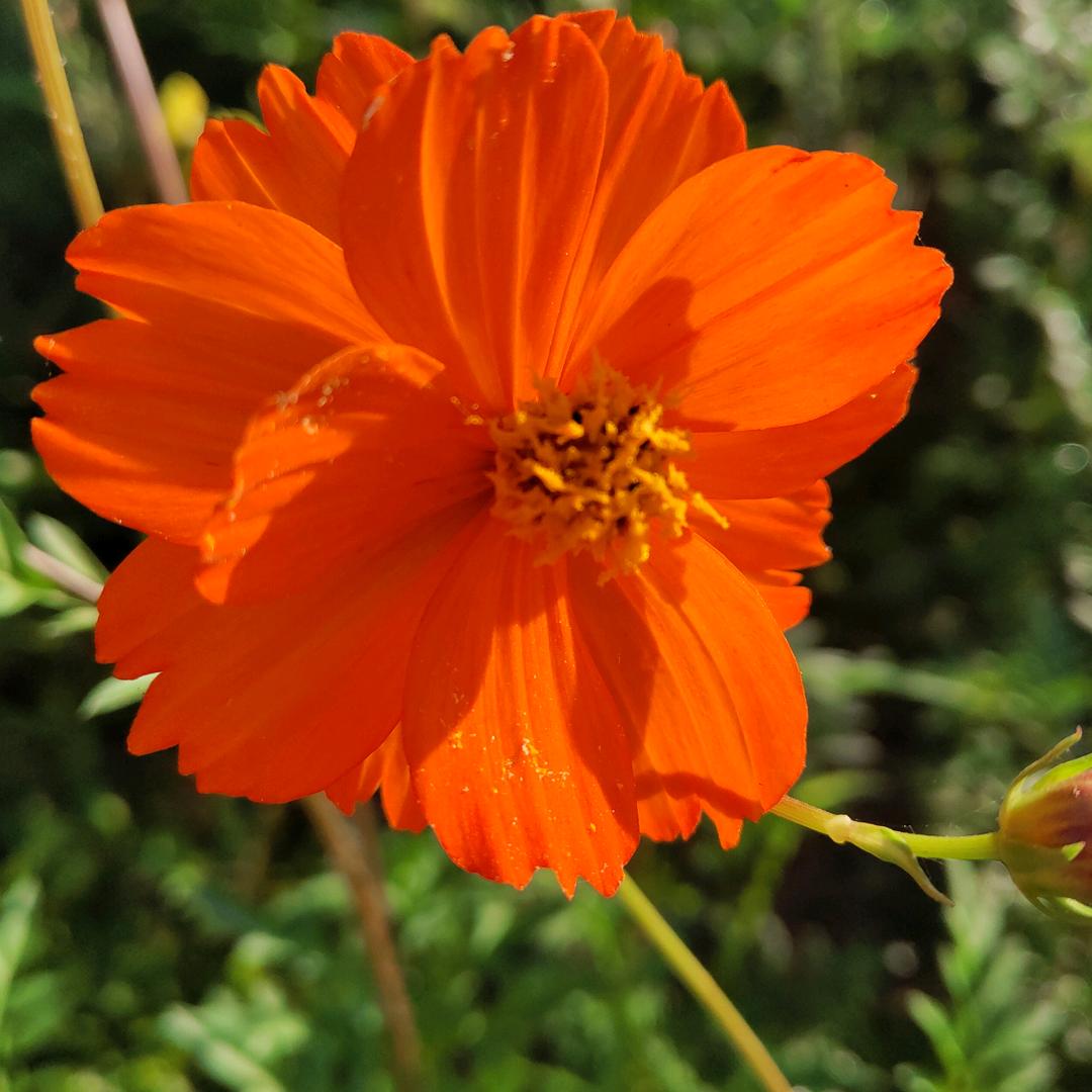 事能知足心常乐，人到无求品自高。