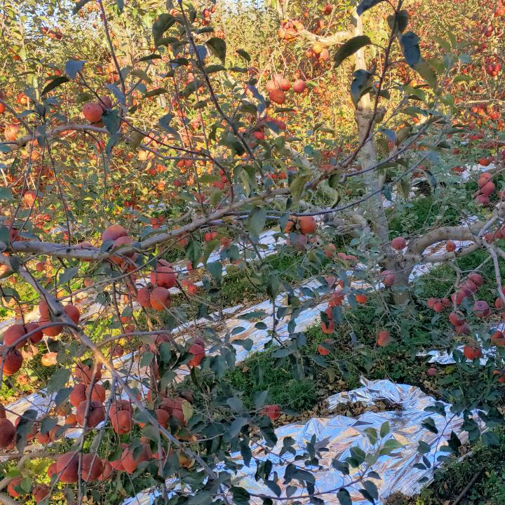 不求大富大贵 只求平平安安 🍎🍎
