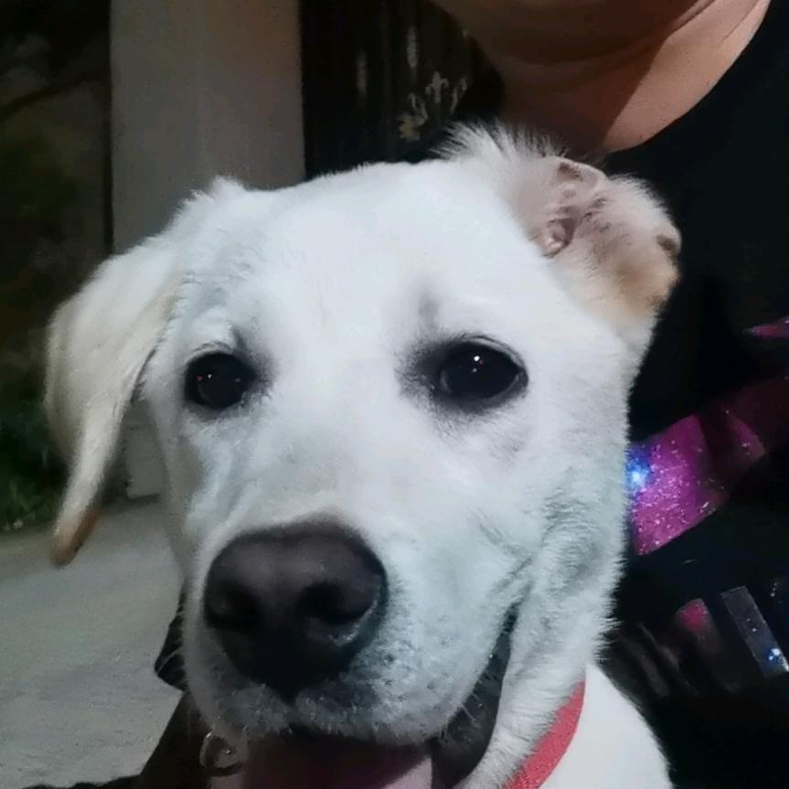 拉布拉多拉的多