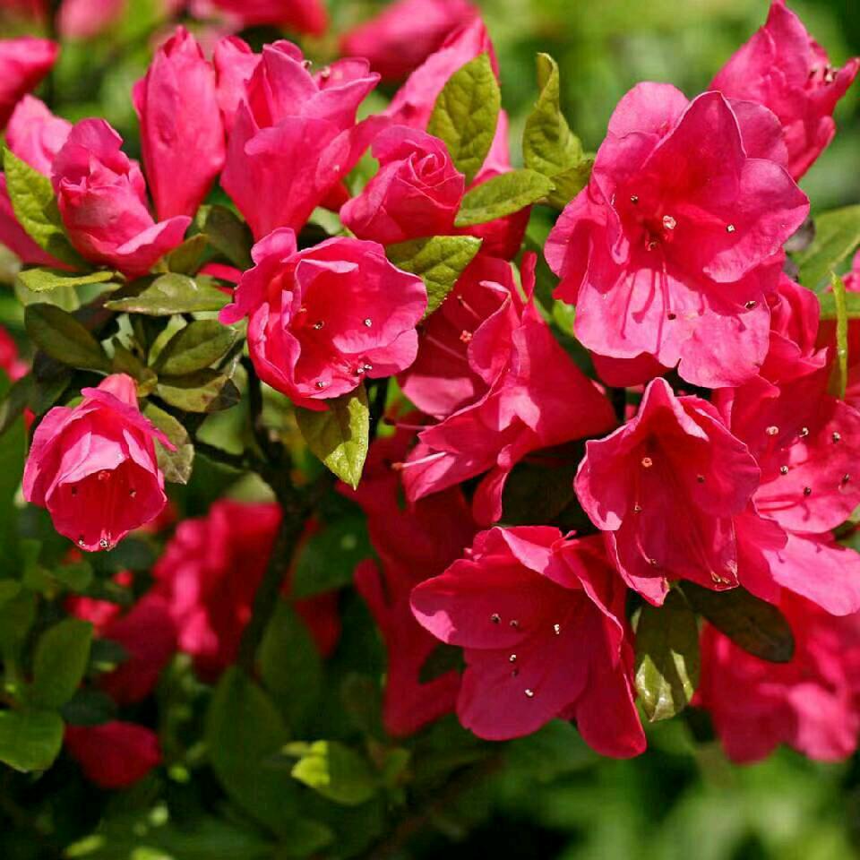 杜鹃花