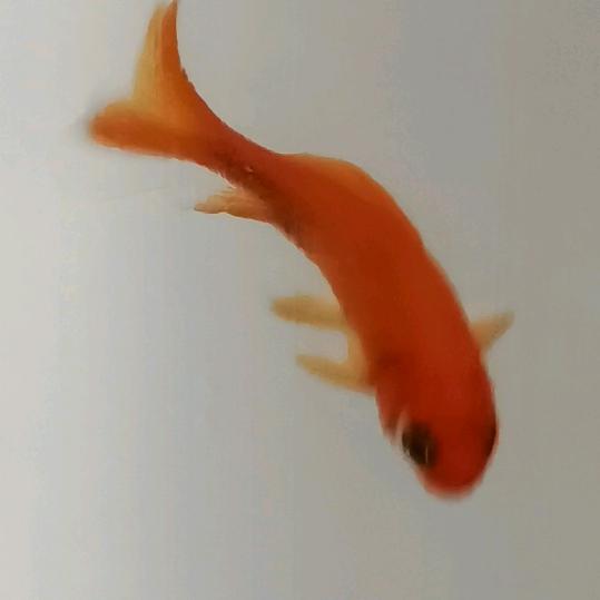 zhc子非鱼