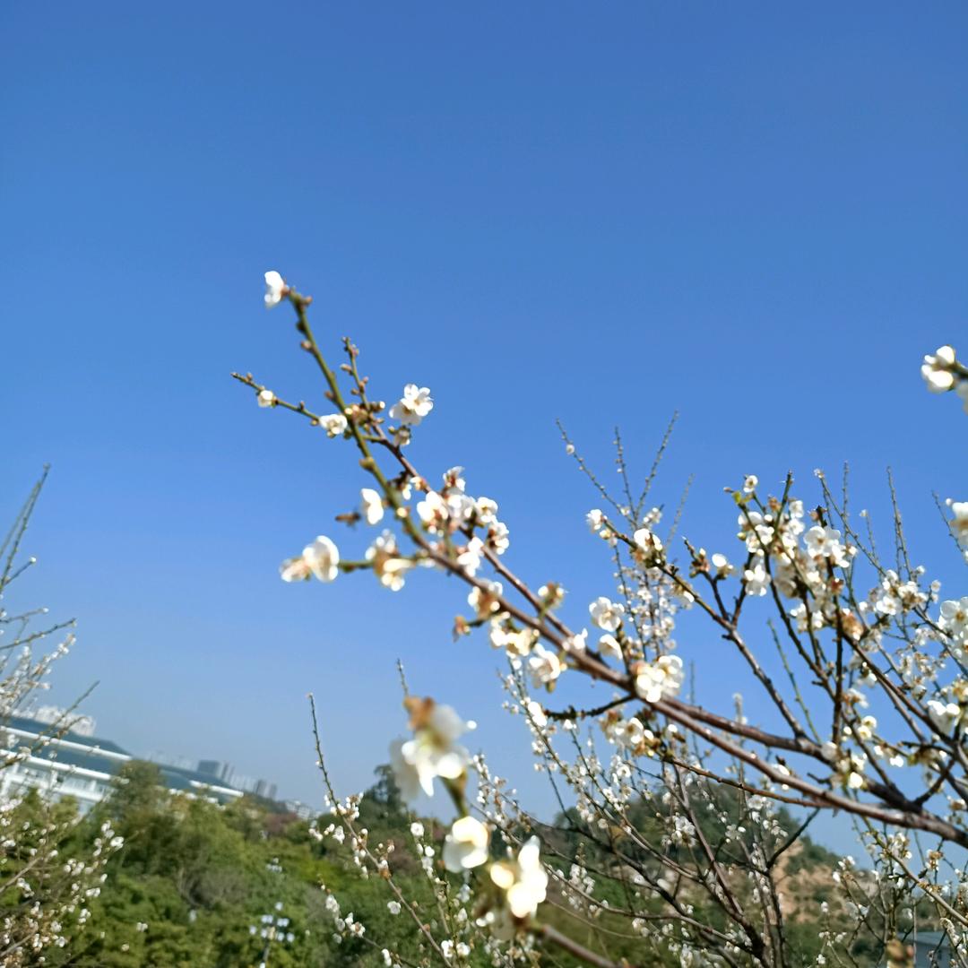 芬