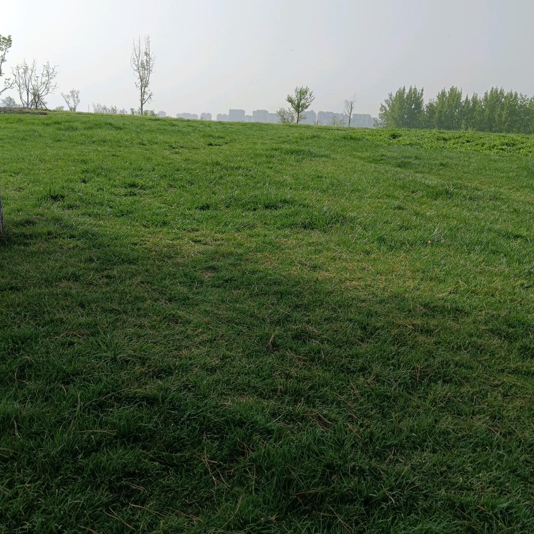 闯红灯的蜗牛