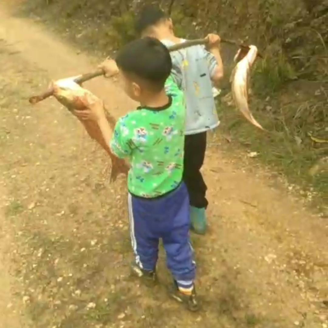 接渡邹家细毛狗肉馆