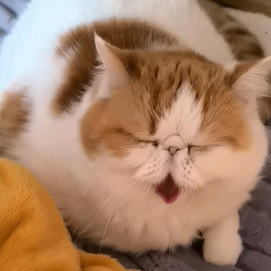 球球