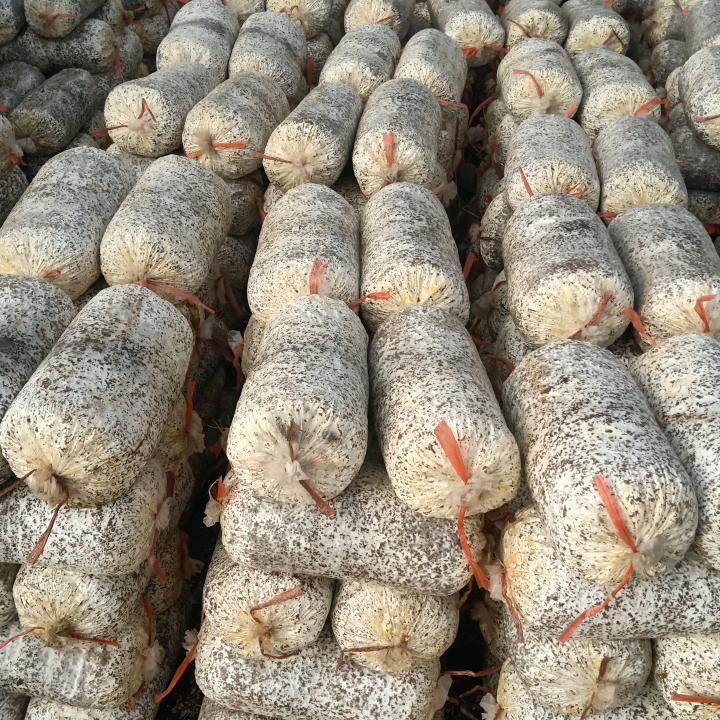 东旭菌包培育基地