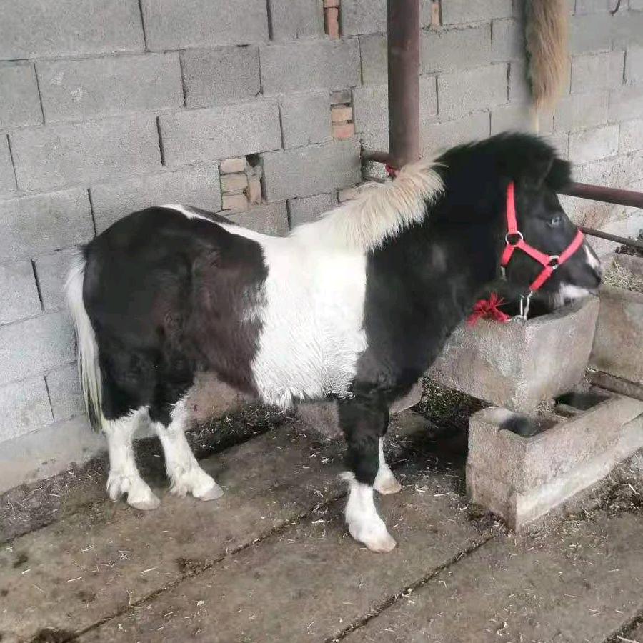欣旺牧业