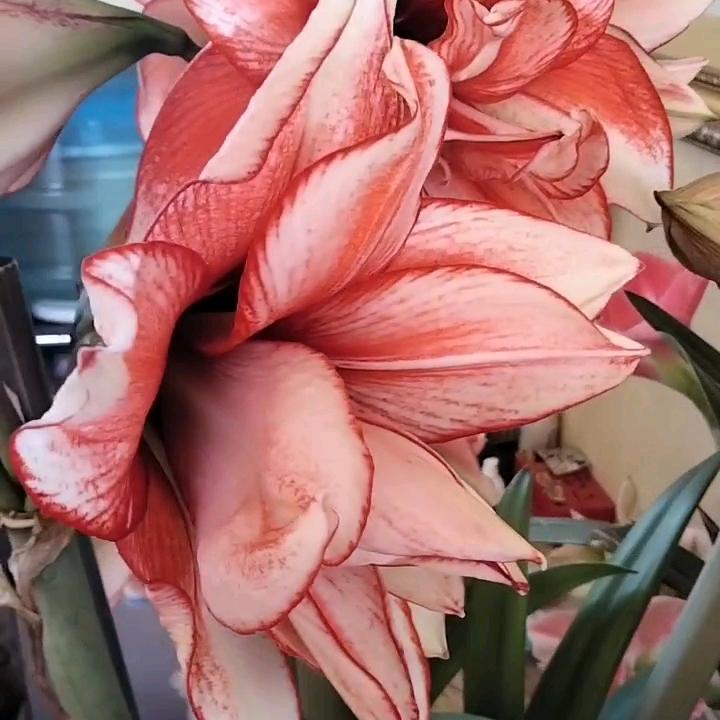 王海燕。
