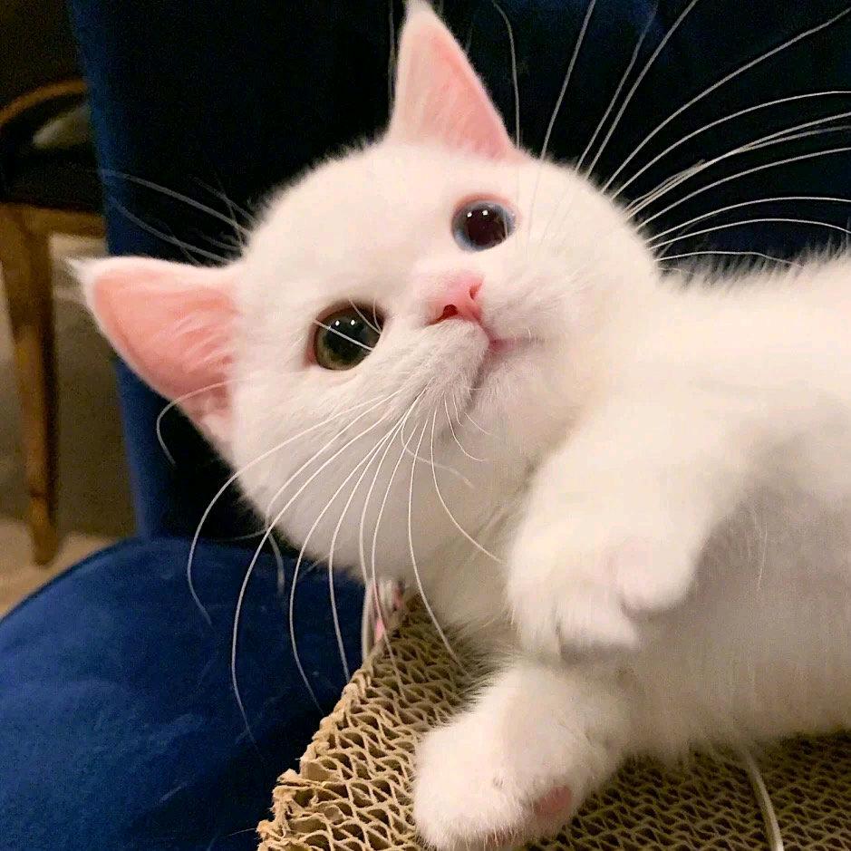 这个杀手不太怕冷